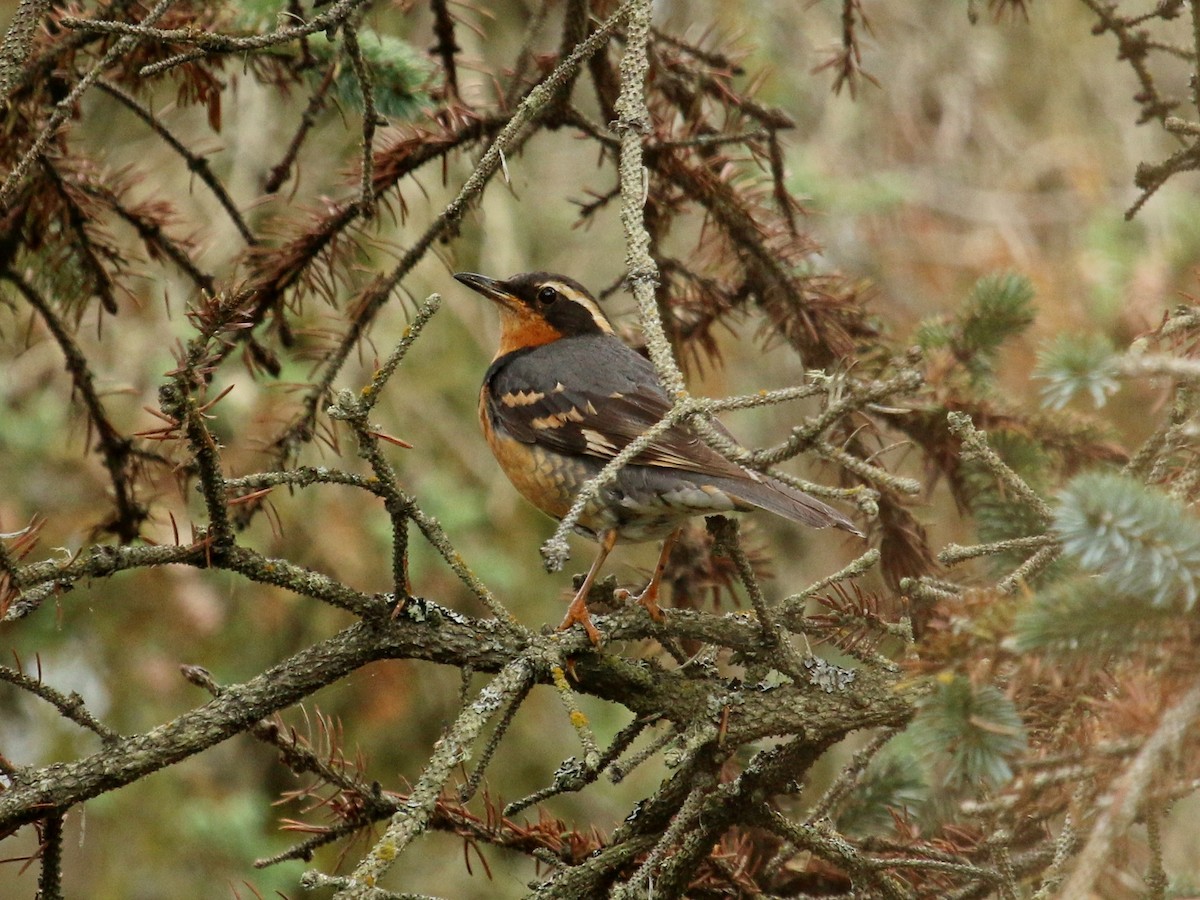 Varied Thrush - ML75426491