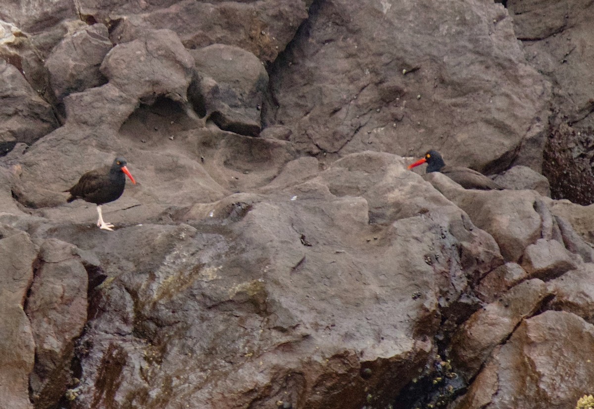 Black Oystercatcher - ML75426851