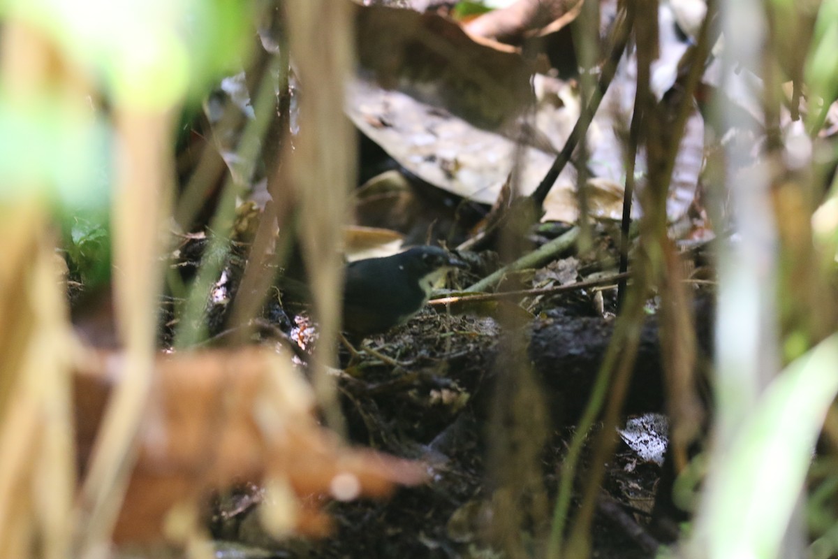 Bahia Tapaculo - ML75426861