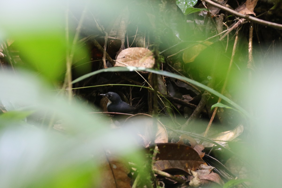 Bahia Tapaculo - ML75426871