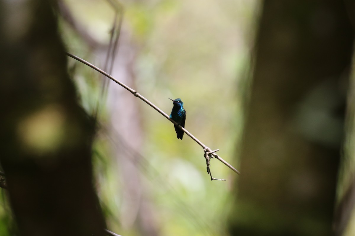 Blue-chinned Sapphire - Fabrice Schmitt