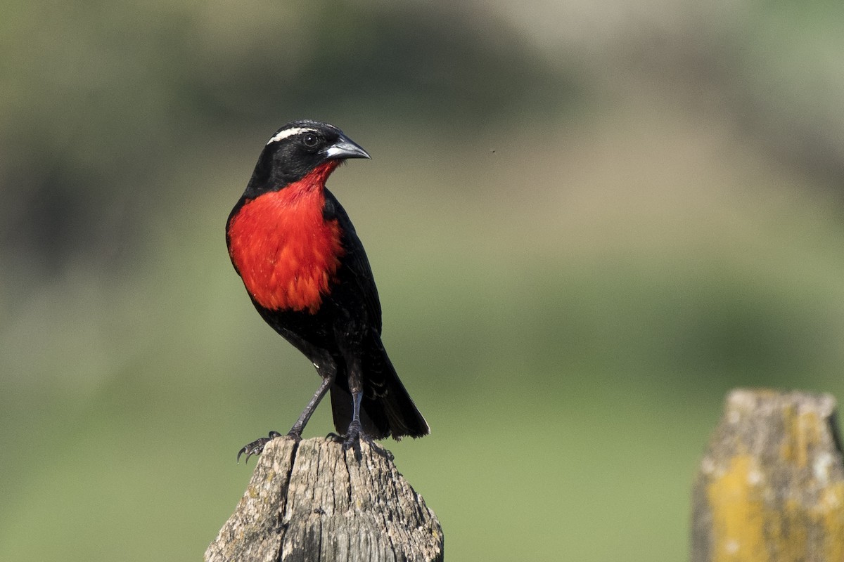 White-browed Meadowlark - ML75428151