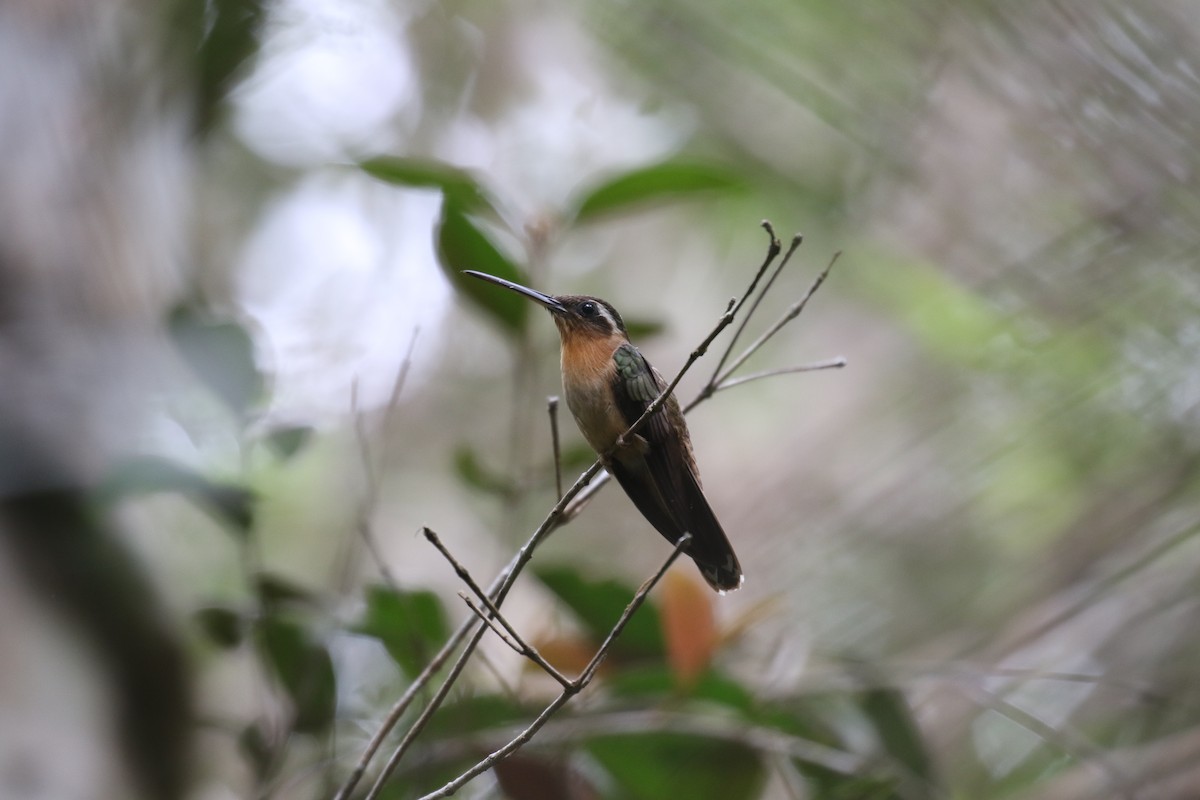 Hook-billed Hermit - ML75428191