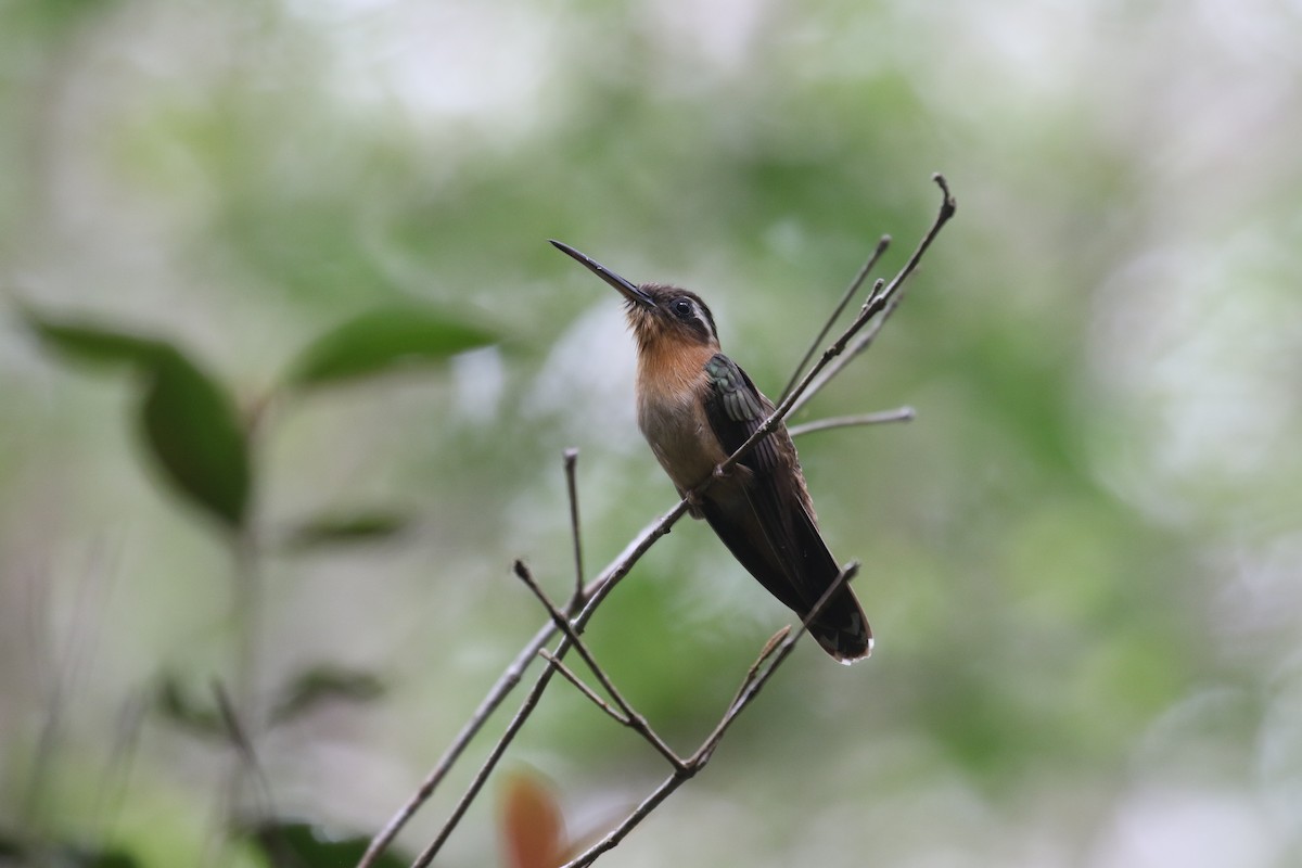 Hook-billed Hermit - Fabrice Schmitt