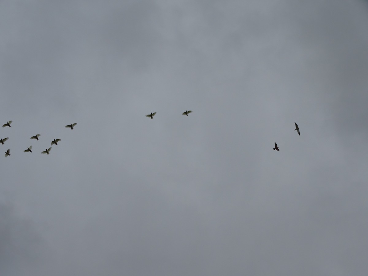 Black-shouldered Kite - Richard Murray