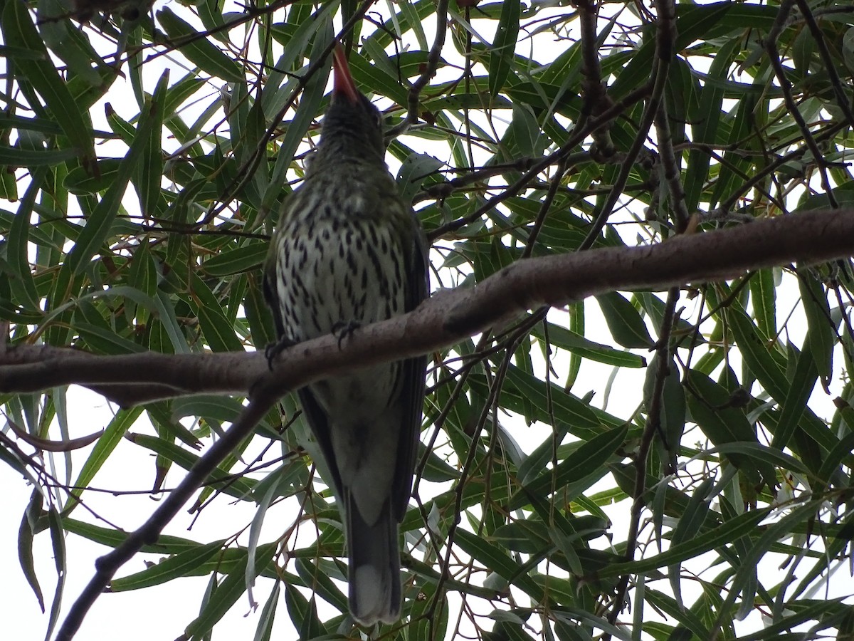 Olive-backed Oriole - ML75428871