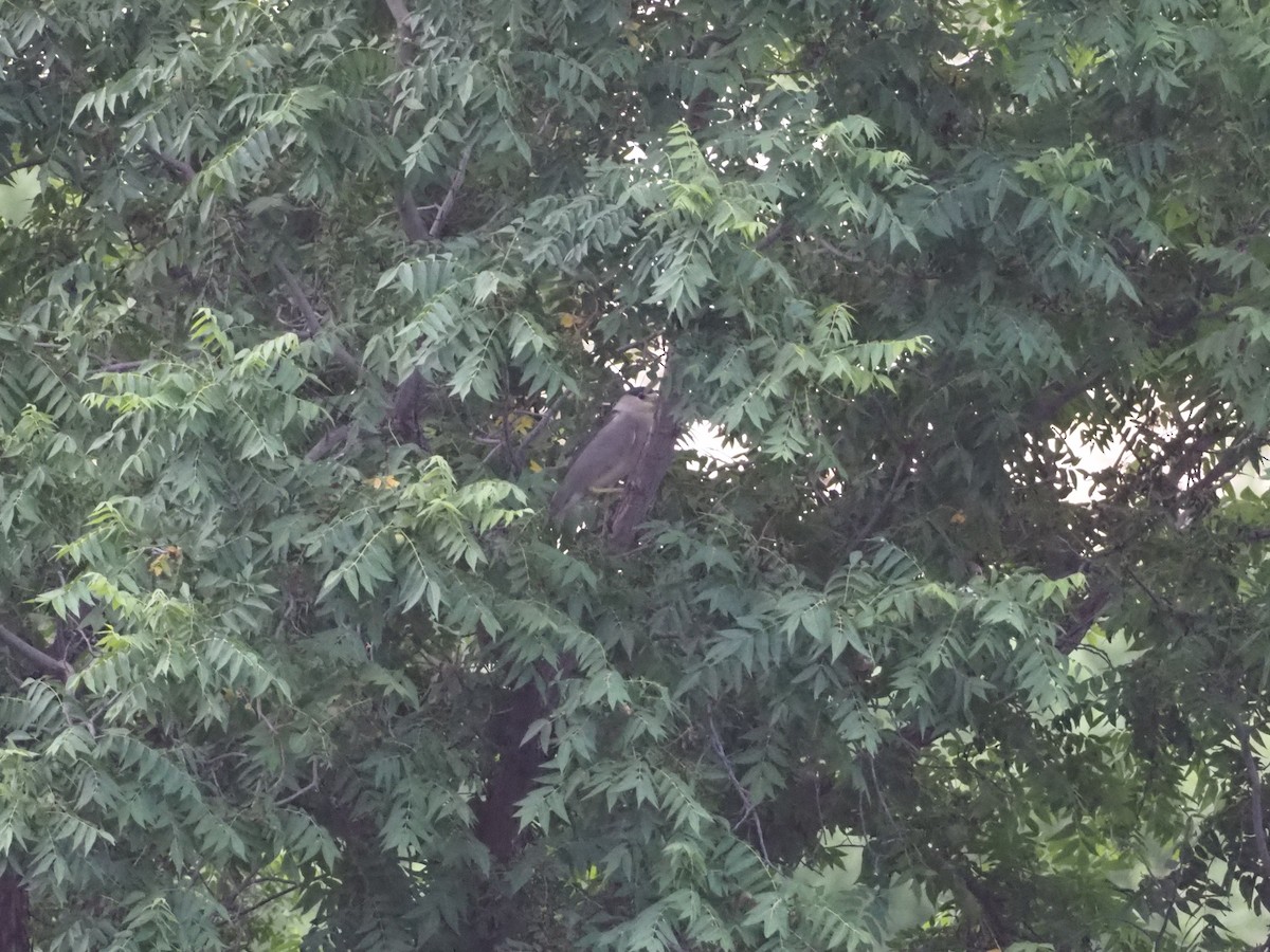 Black-crowned Night Heron - ML75429461