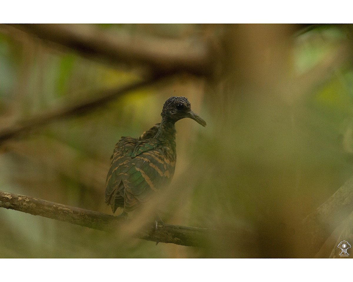 Asian Emerald Dove - ML75430701