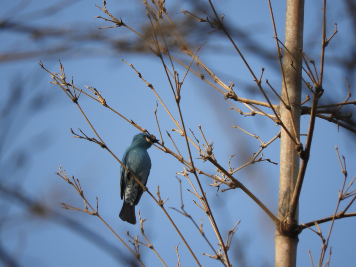 Verditer Flycatcher - ML75431631