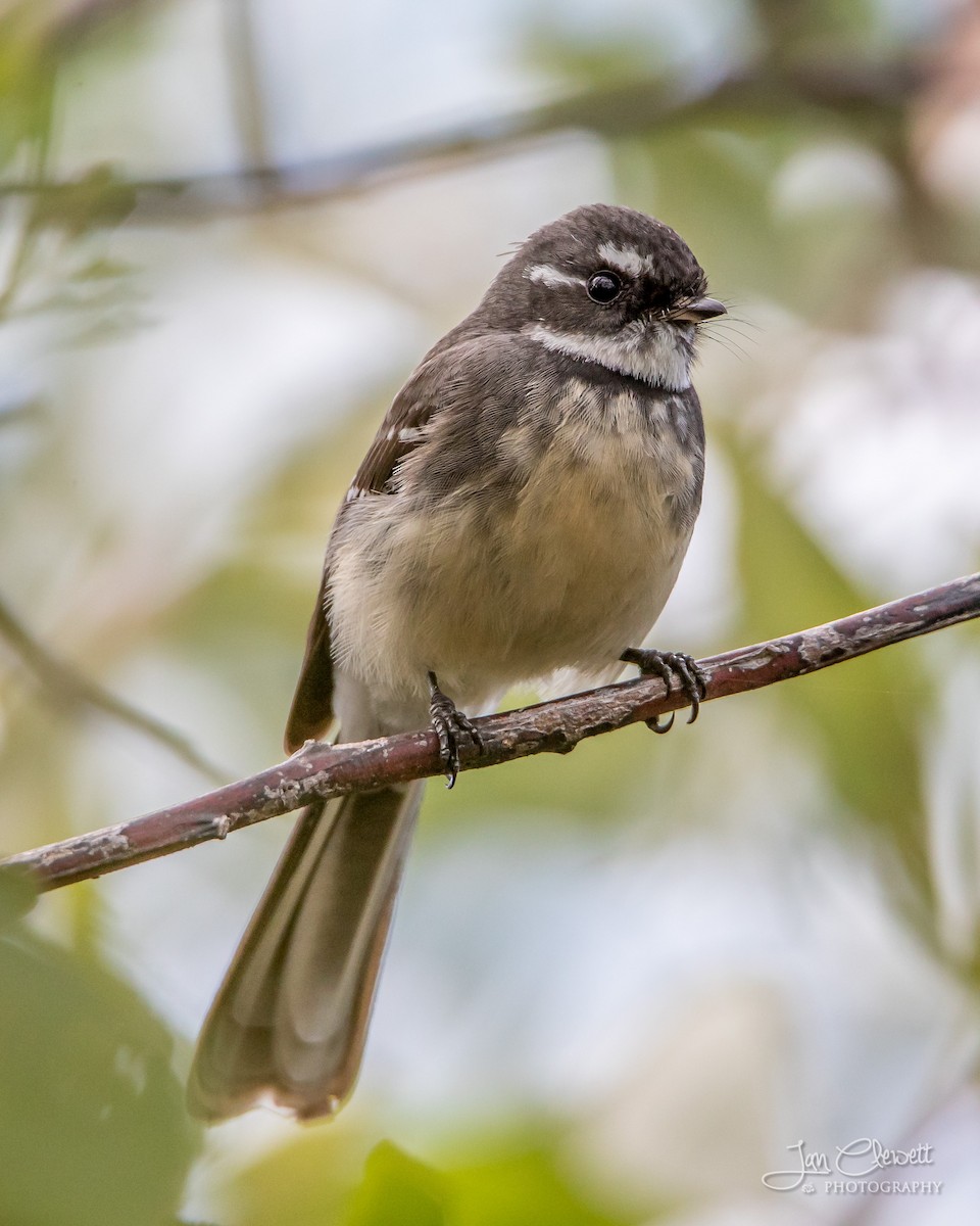 Gray Fantail - ML75431671