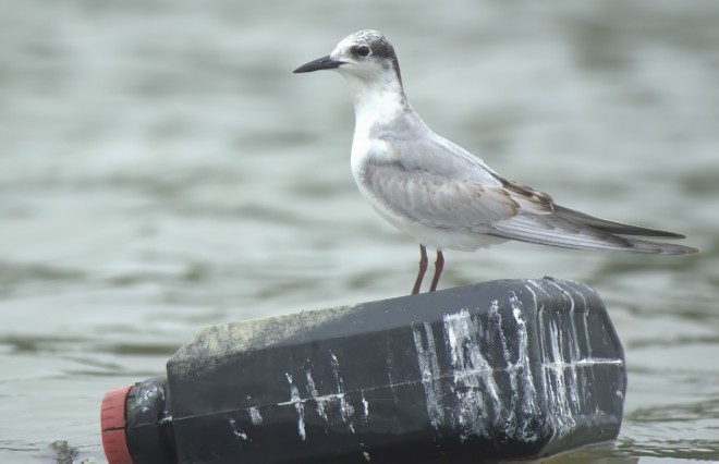 Whiskered Tern - Santanu Chatterjee