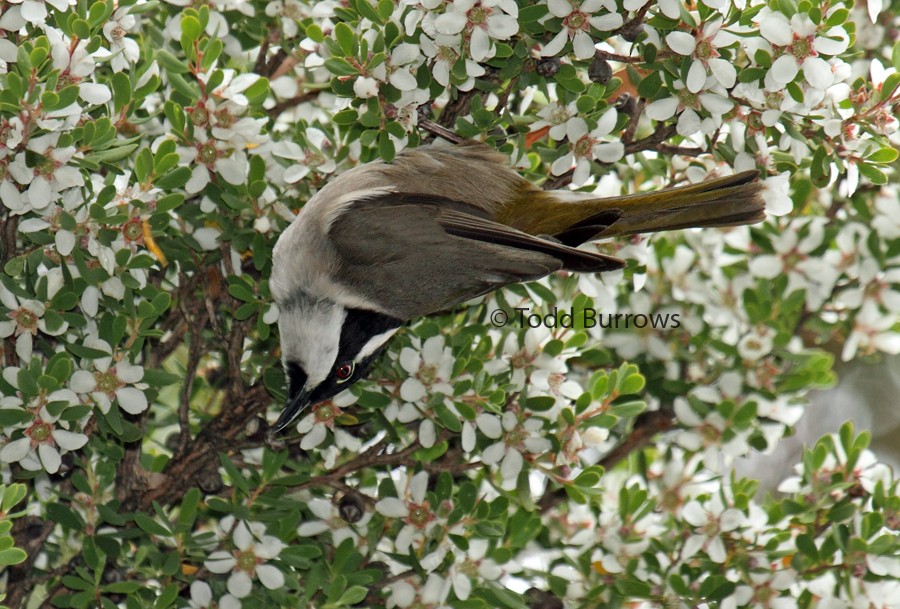 Strong-billed Honeyeater - ML75432901