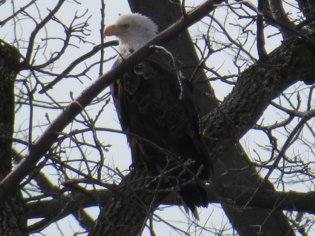 Bald Eagle - Michael L Crouse