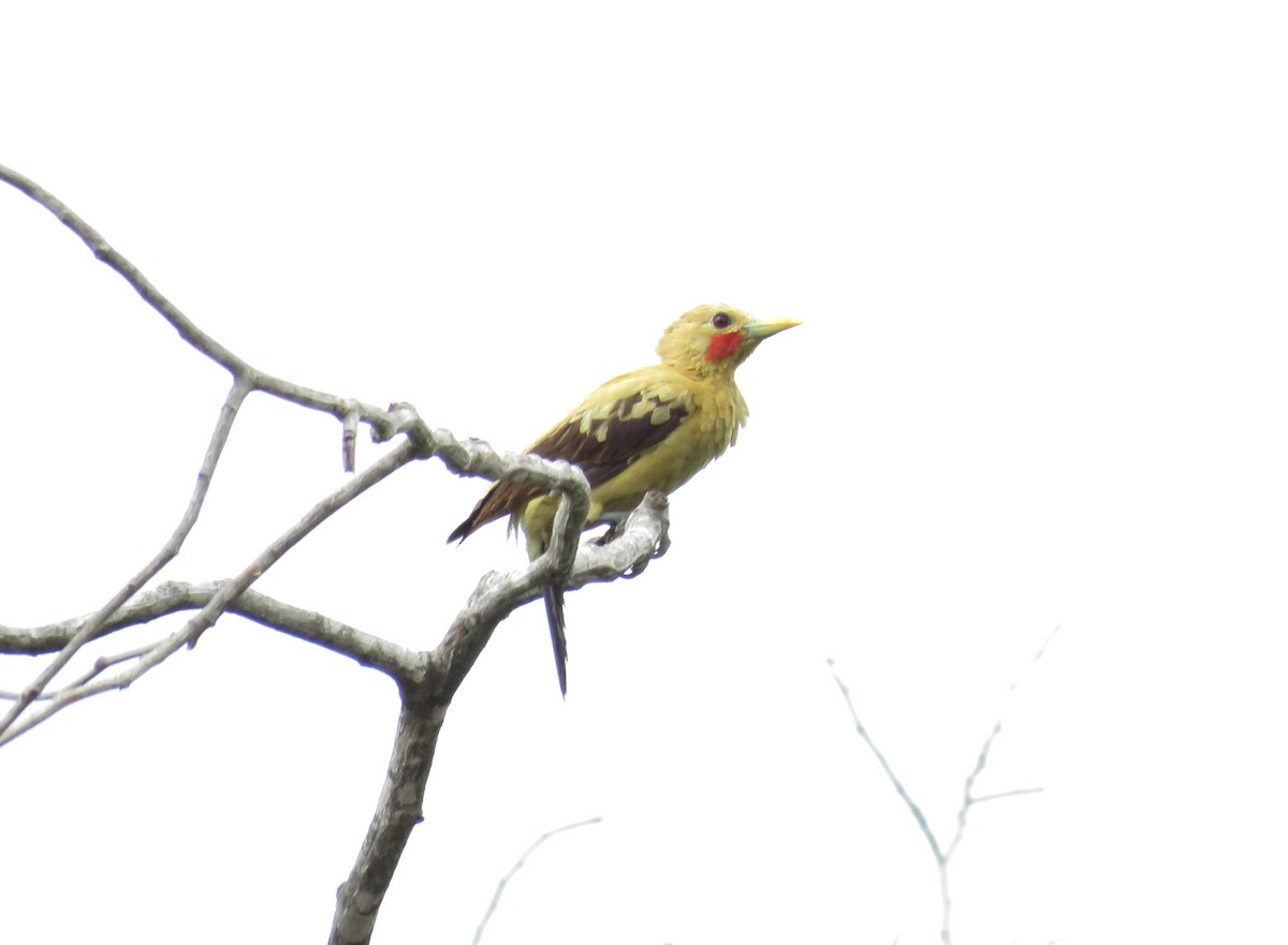 Cream-colored Woodpecker - ML75433641