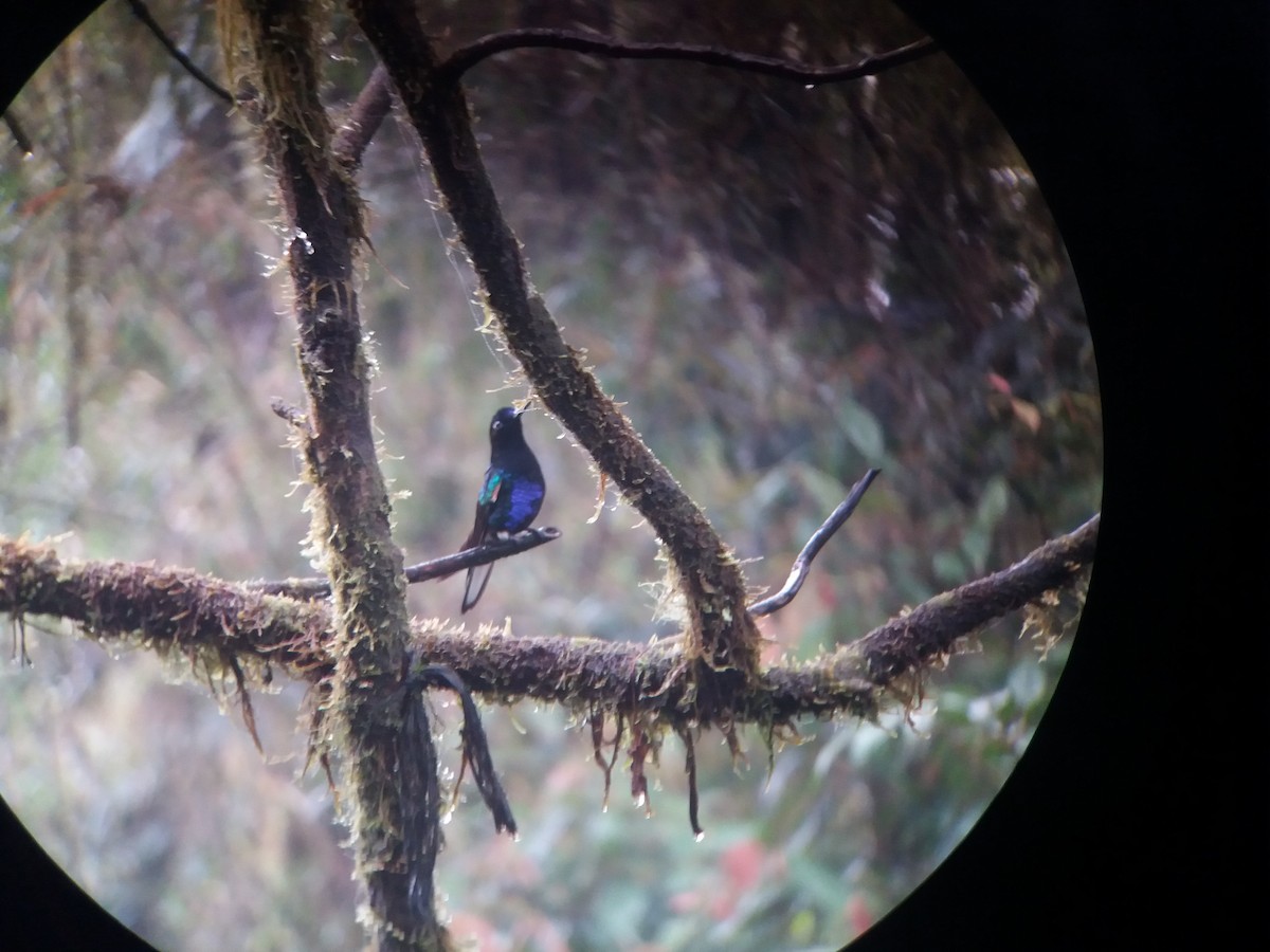 kolibřík hyacintový - ML75434221