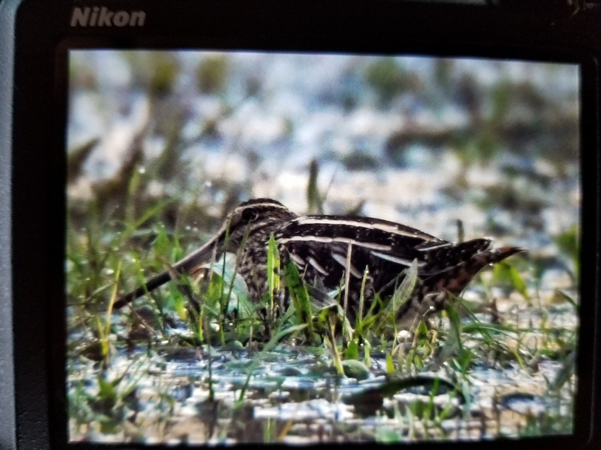 Wilson's Snipe - ML75435841