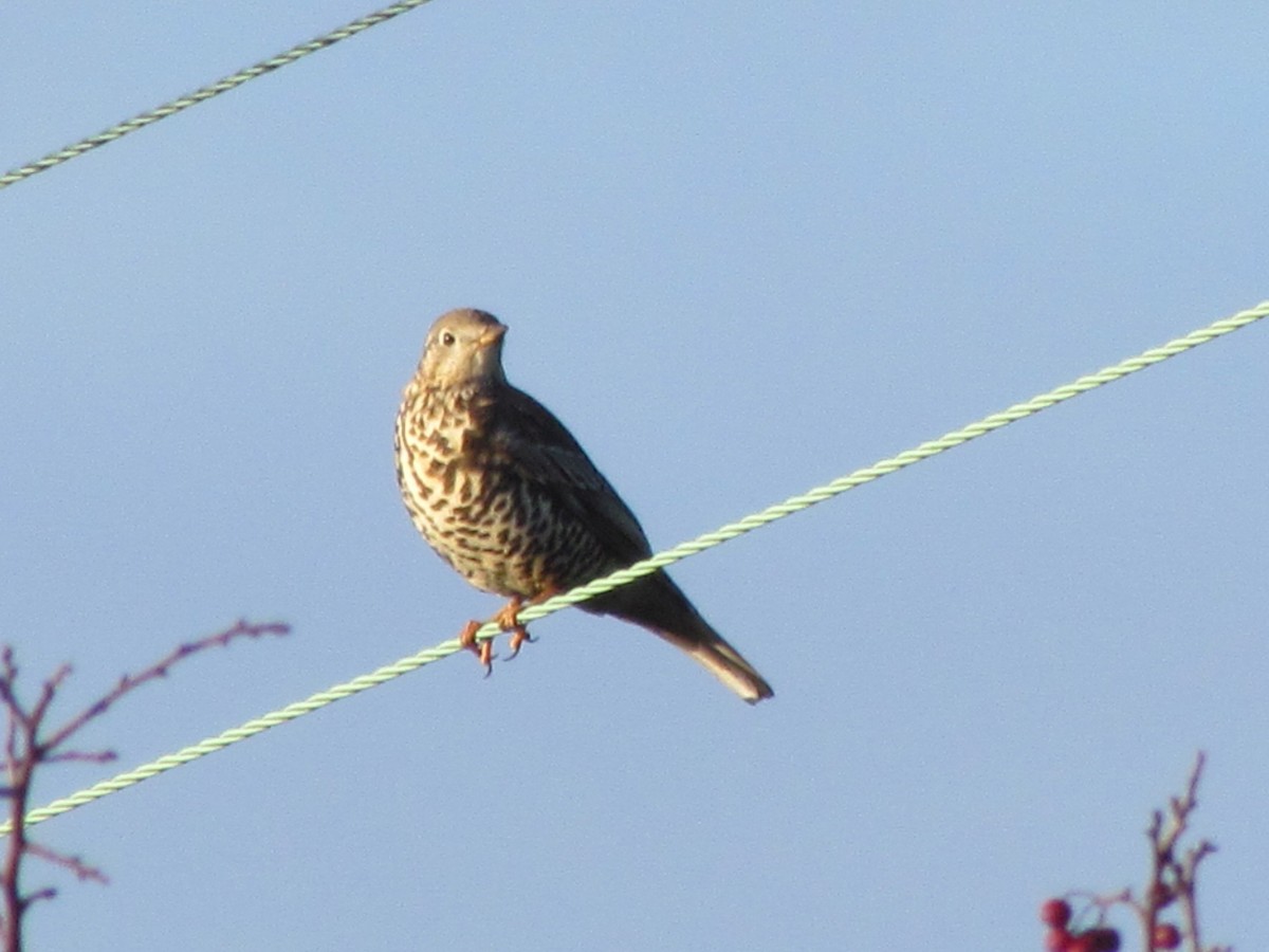 Mistle Thrush - ML75436741