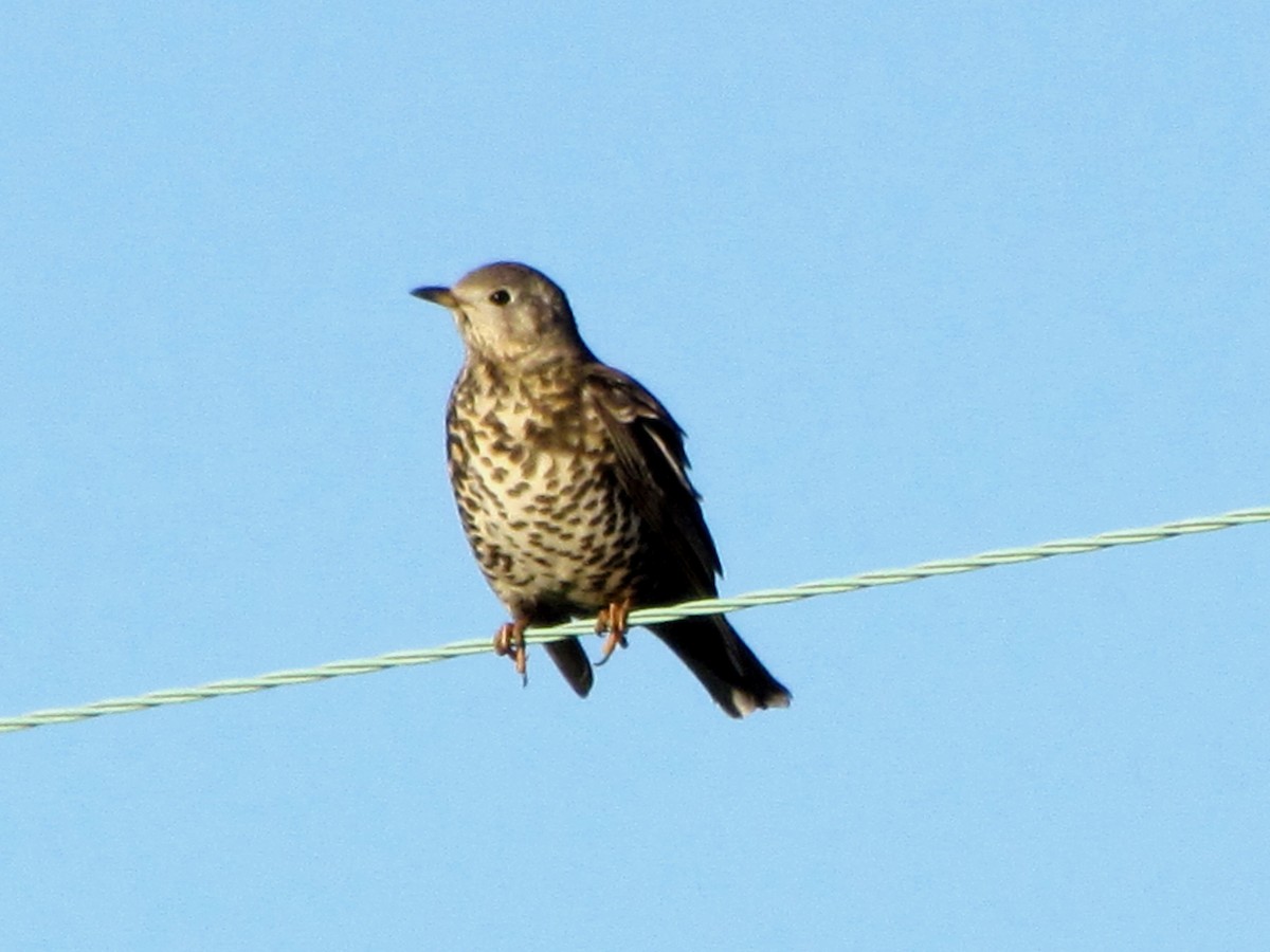 Mistle Thrush - ML75436751