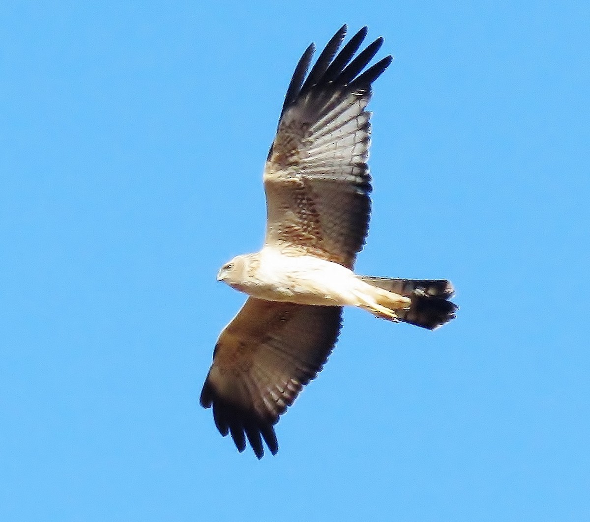 Spotted Harrier - Richard Arnold