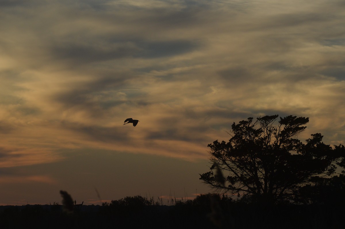 Great Blue Heron - ML75437781