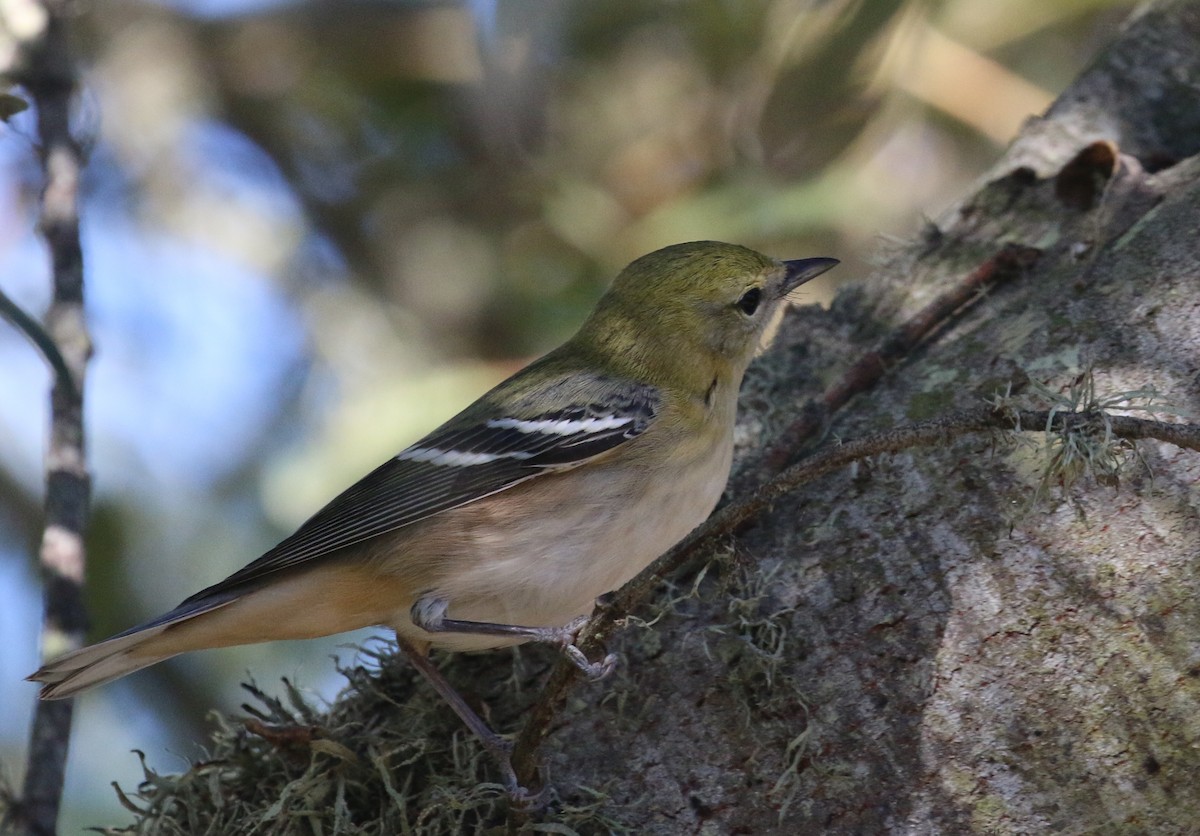 Bay-breasted Warbler - ML75438261