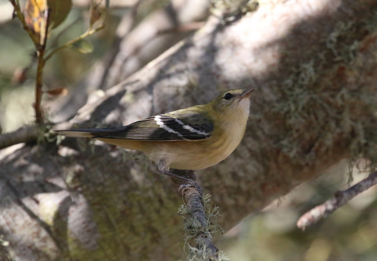 Bay-breasted Warbler - ML75438271