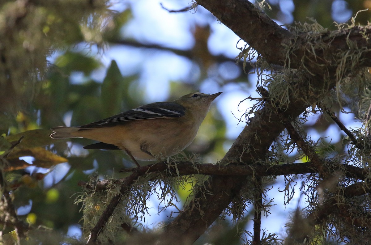 Bay-breasted Warbler - ML75438281