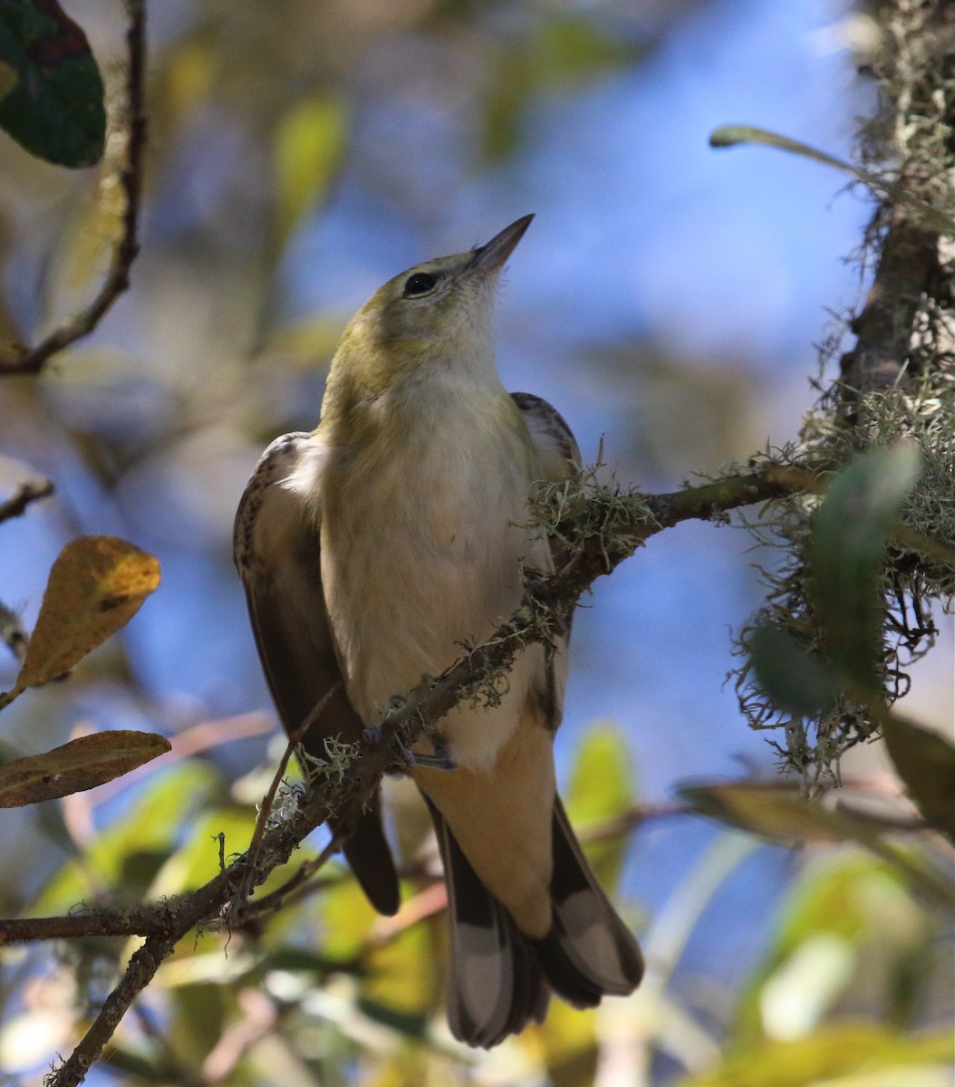 Bay-breasted Warbler - ML75438291