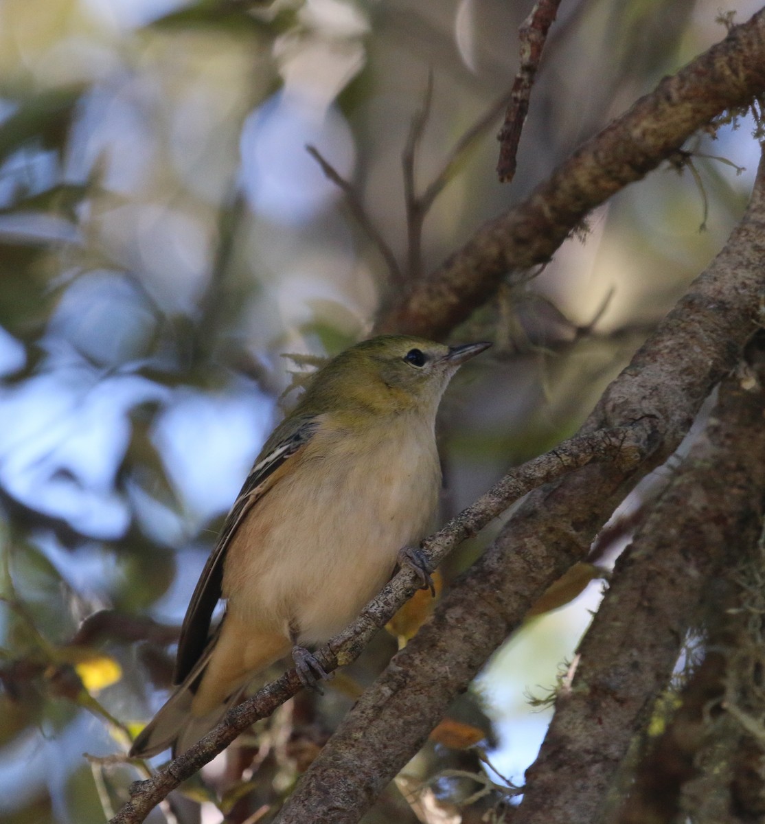 Bay-breasted Warbler - ML75438301