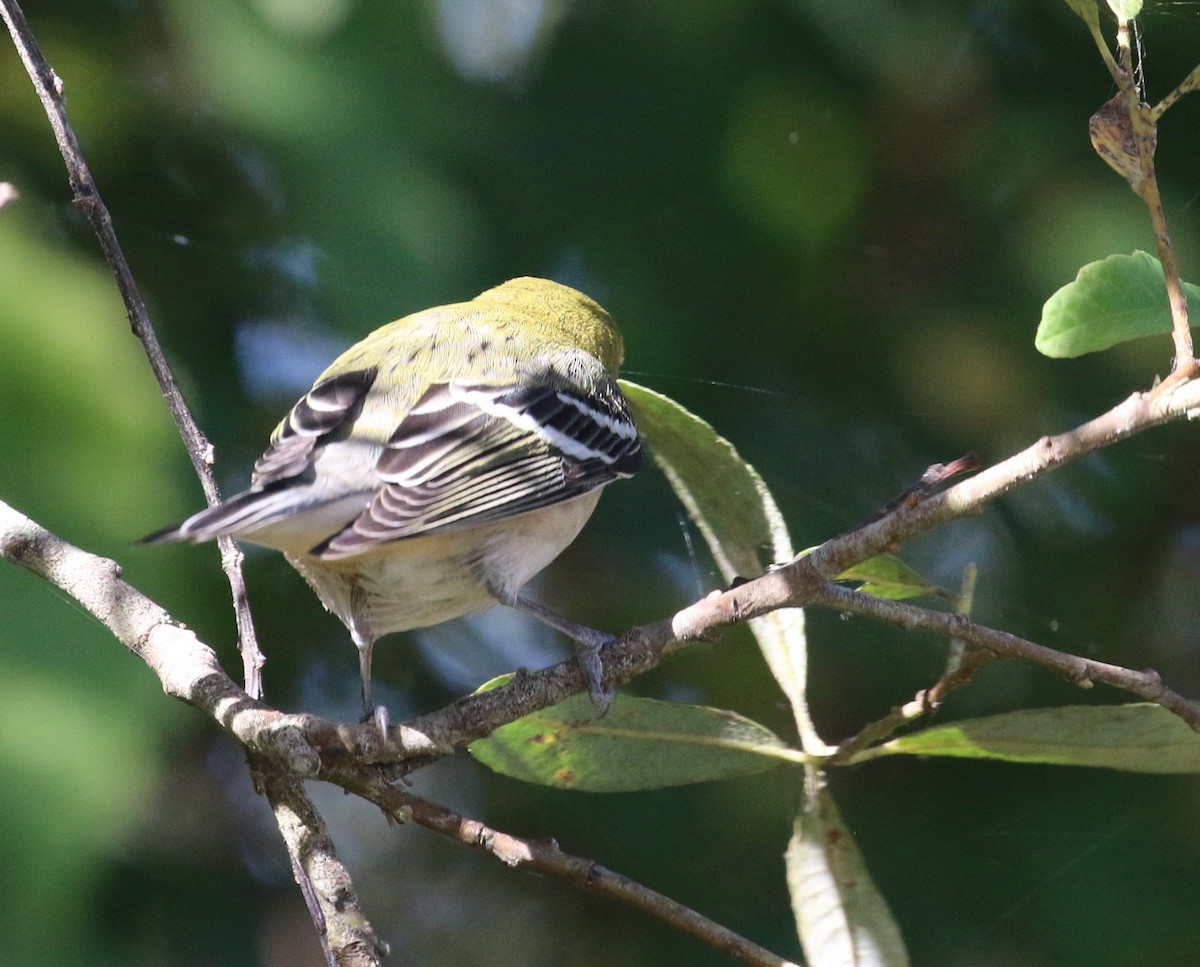 Bay-breasted Warbler - ML75438511