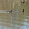 Greater Scaup - ML75439431