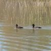 Greater Scaup - John  Kiseda