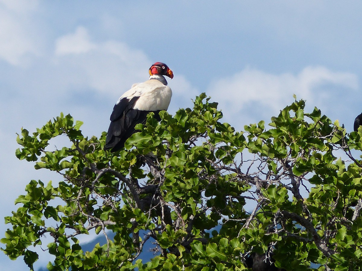 King Vulture - ML75440151