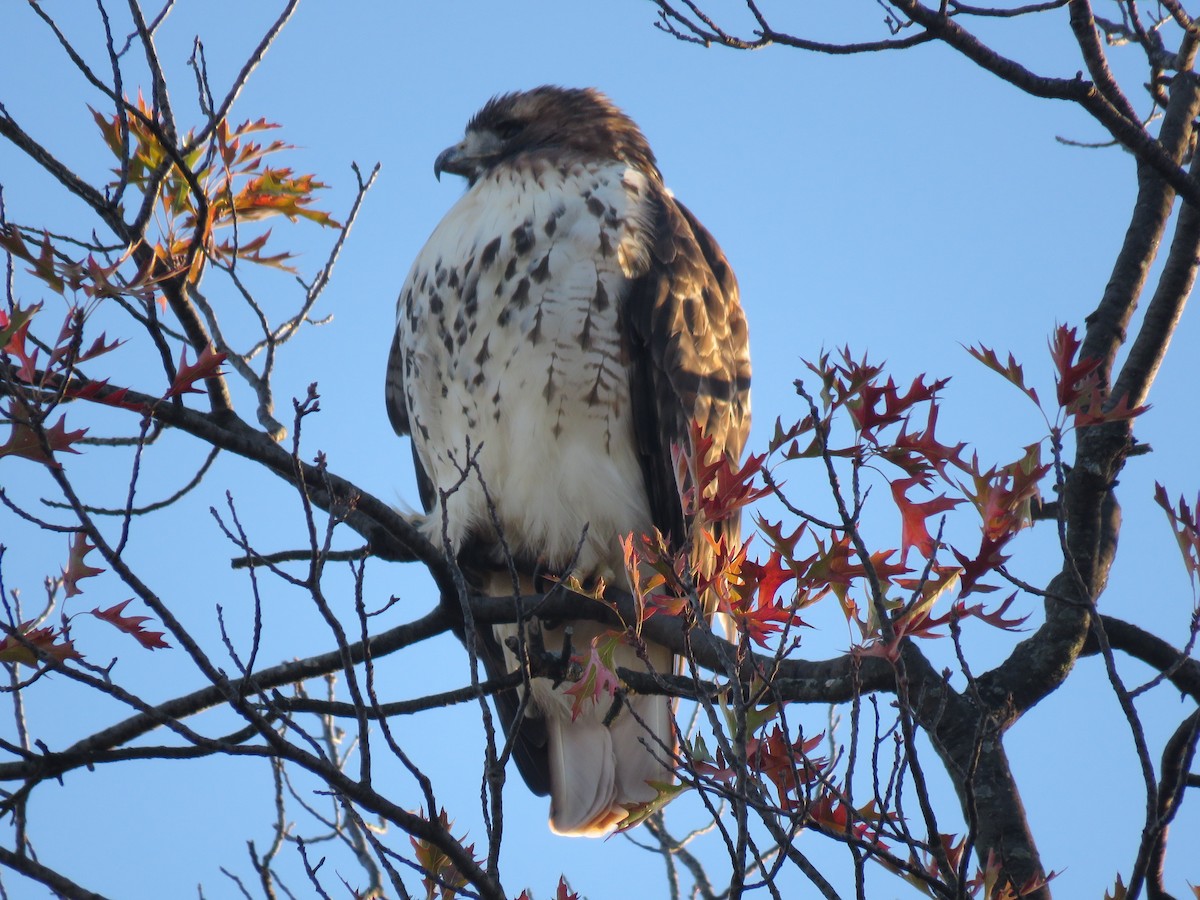 Red-tailed Hawk - ML75440541