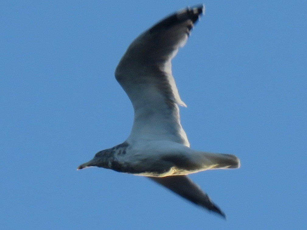 Herring Gull - Jordan Wolf