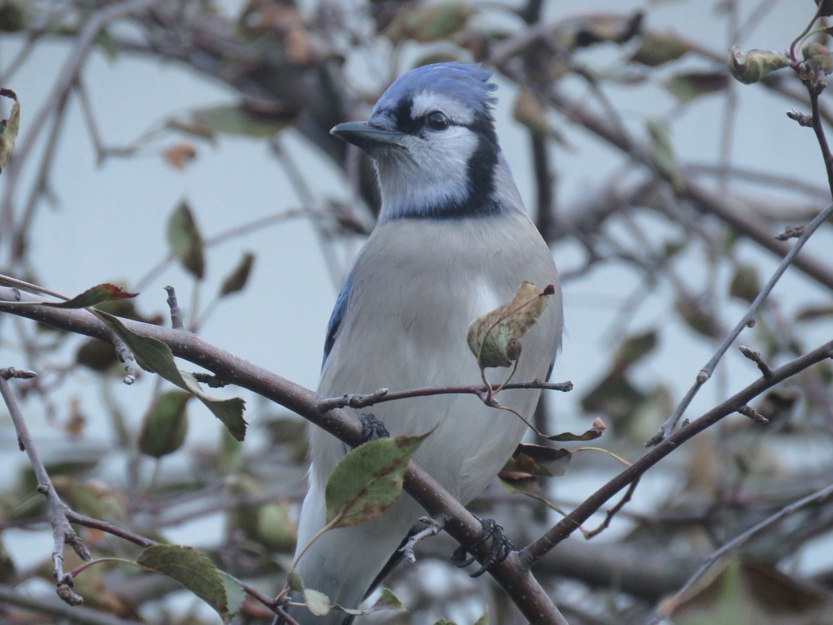 Blue Jay - ML75440581