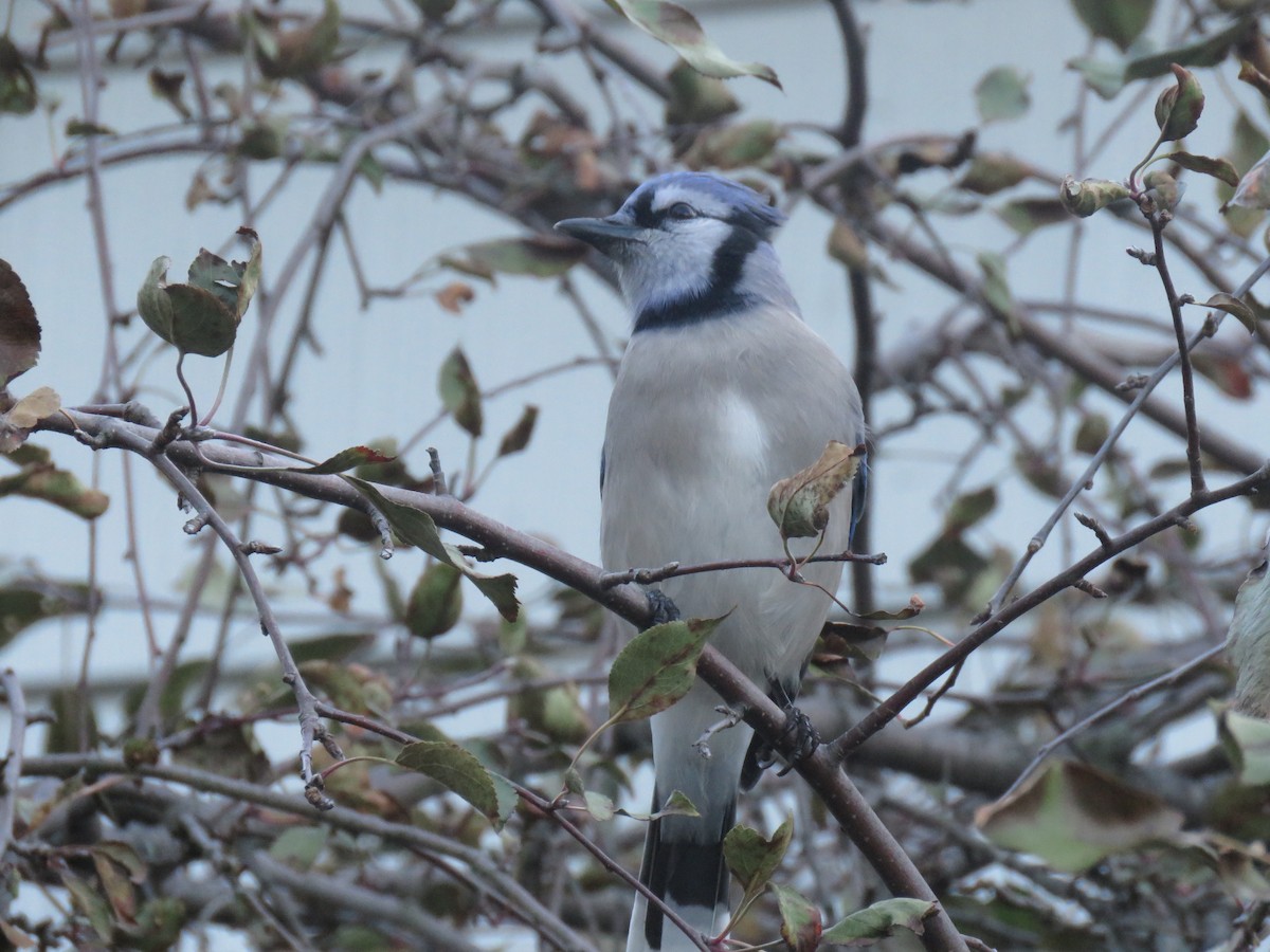 Blue Jay - ML75440591