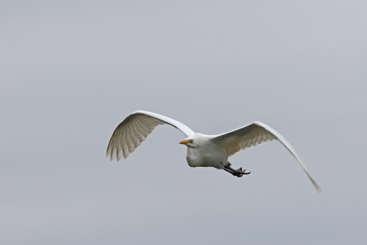 Great Egret - Volker Hesse