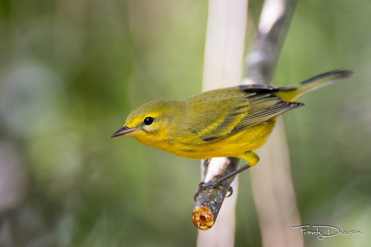 Vitelline Warbler - Frantz Delcroix (Duzont)