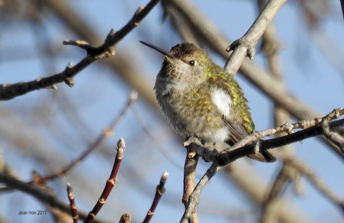 Anna's Hummingbird - Jean Iron