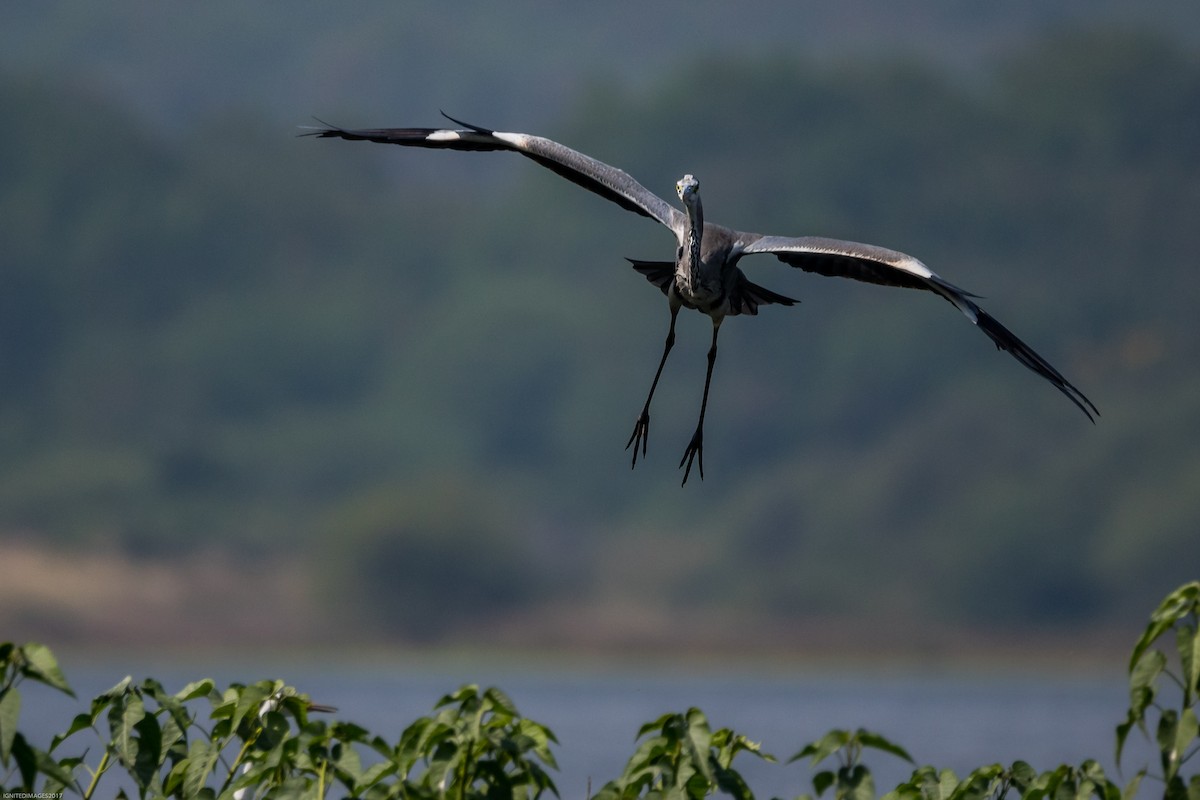 Gray Heron - Indranil Bhattacharjee