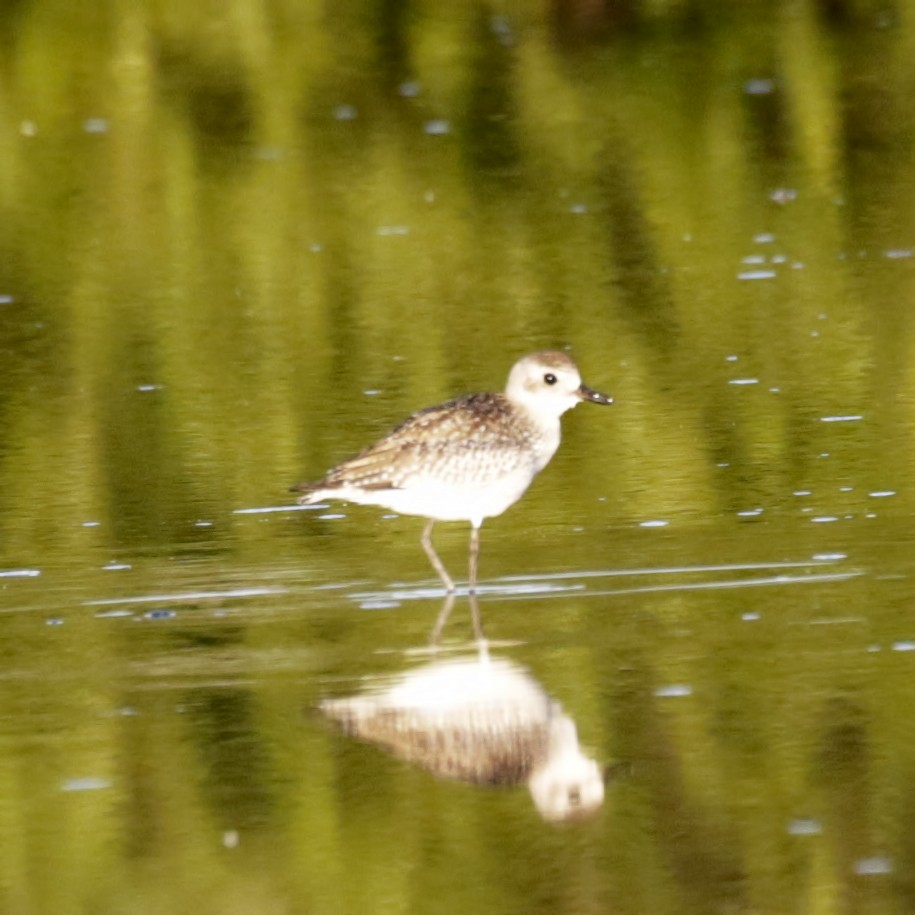 American Golden-Plover - Peter Hawrylyshyn