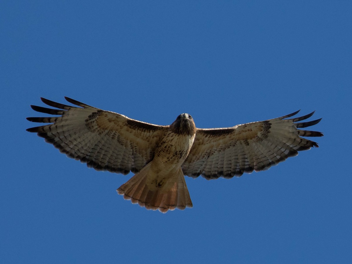 Zapelatz buztangorria - ML75447991