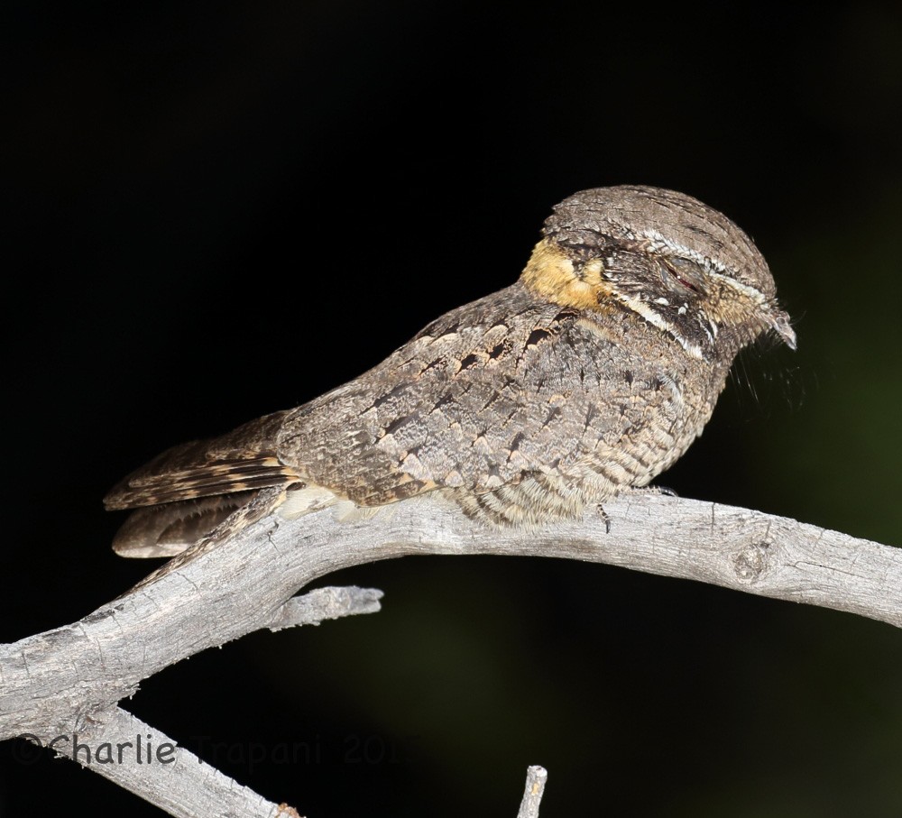 Buff-collared Nightjar - ML75448691