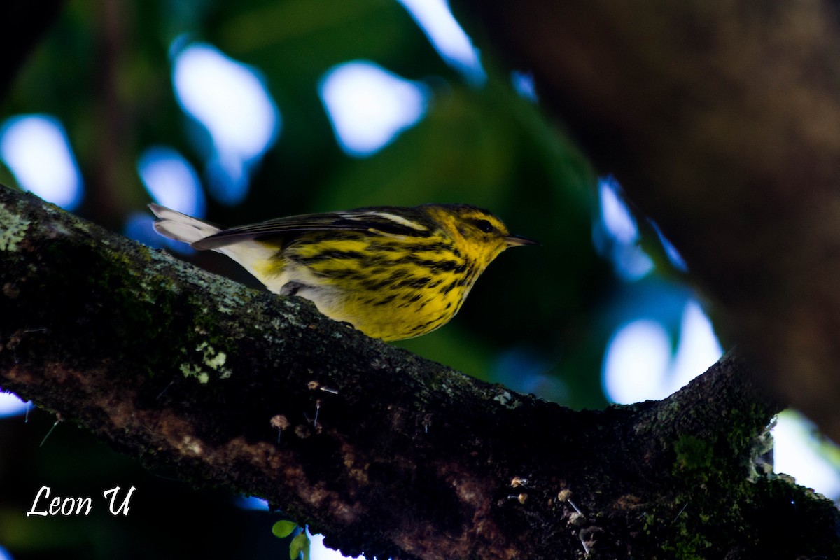 Cape May Warbler - Leon Ureña