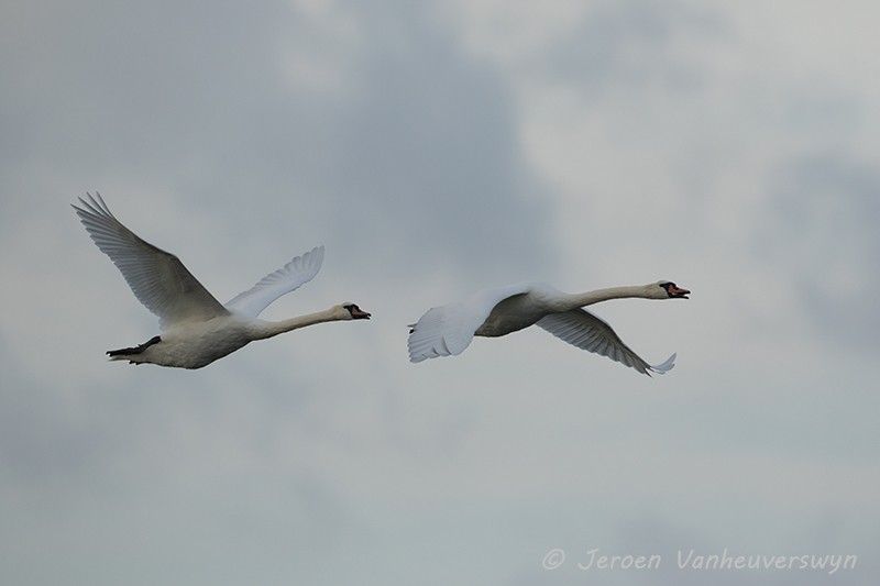 Mute Swan - Jeroen Vanheuverswyn