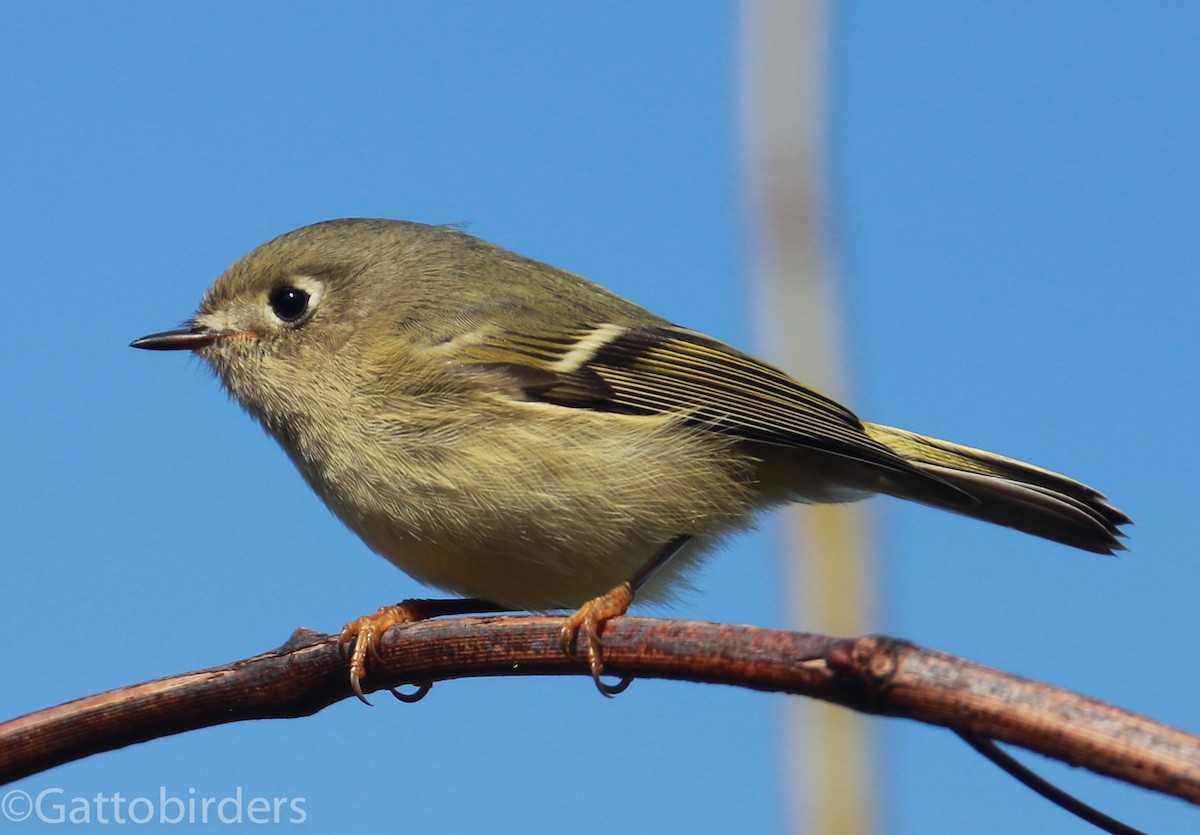 Ruby-crowned Kinglet - Nathan Gatto