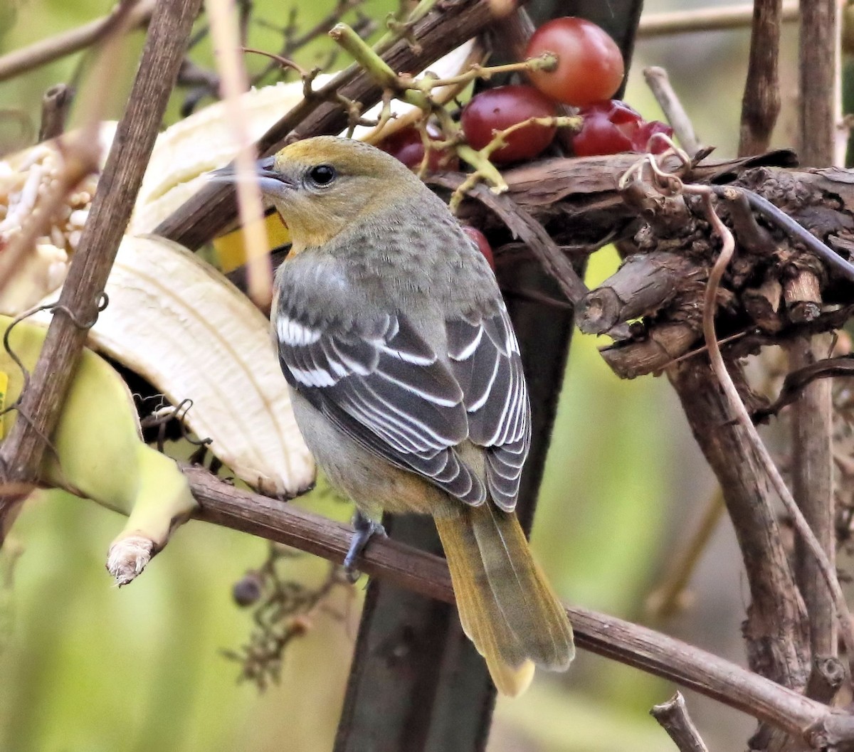 Baltimore Oriole - ML75450171