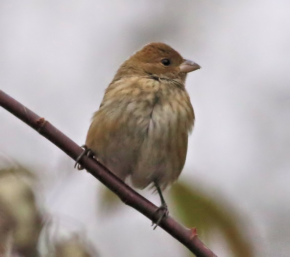 Indigo Bunting - ML75450241