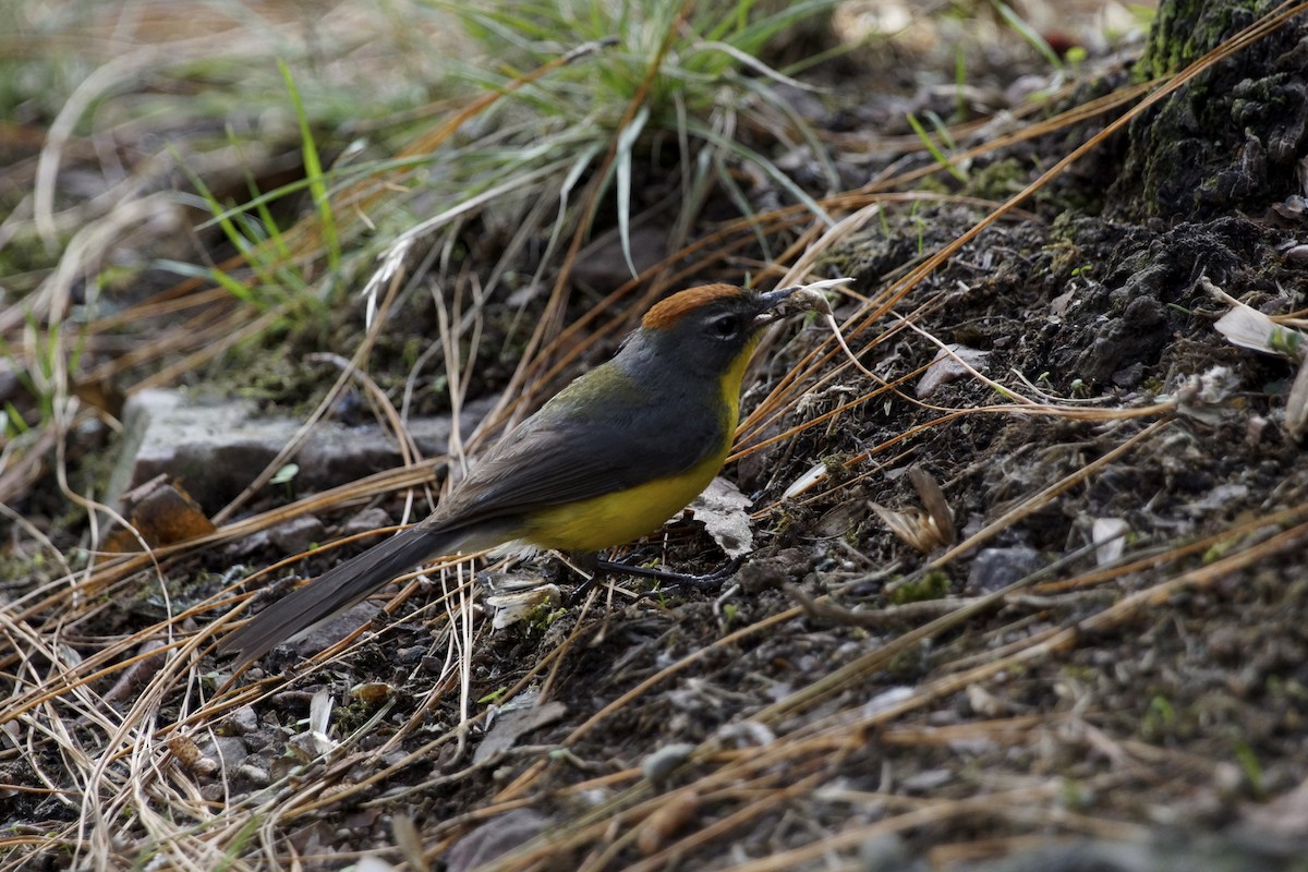 Brown-capped Redstart - ML75453311